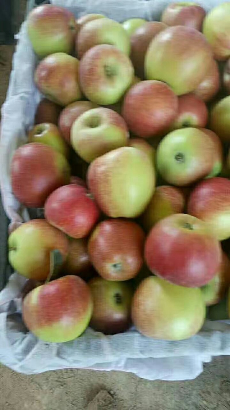 山西万荣早熟苹果🍎