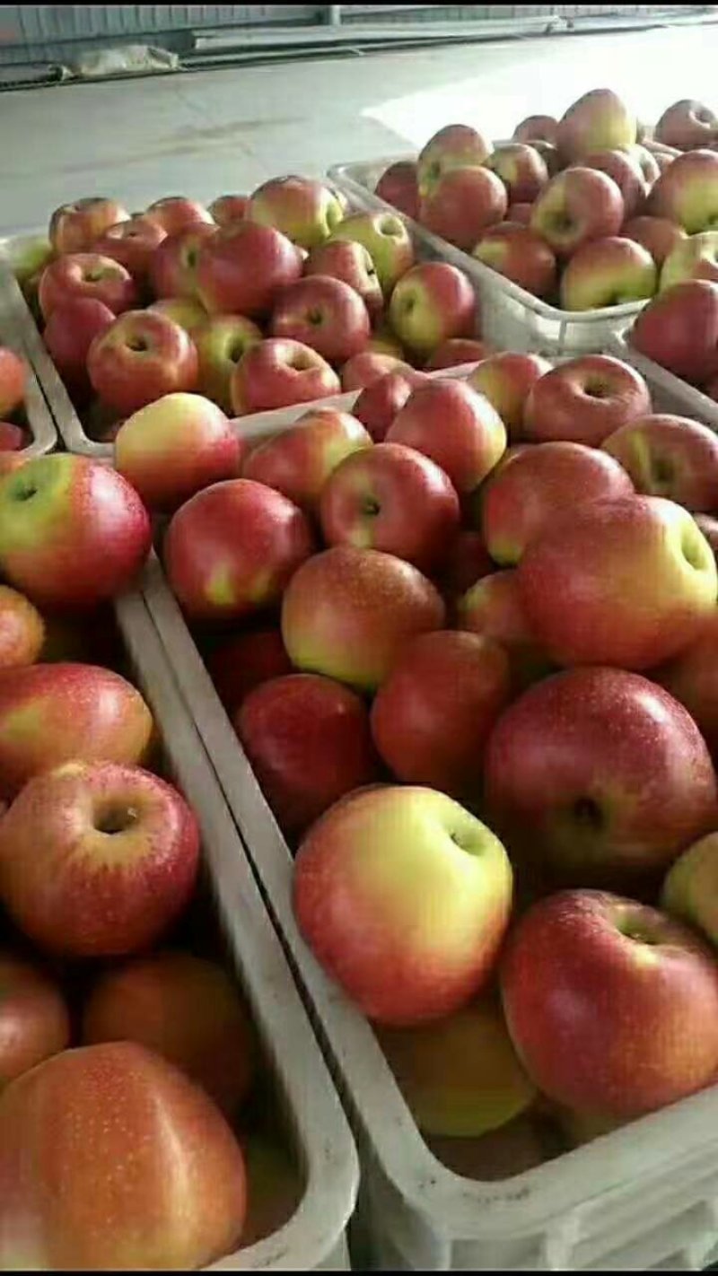 山西万荣早熟苹果🍎