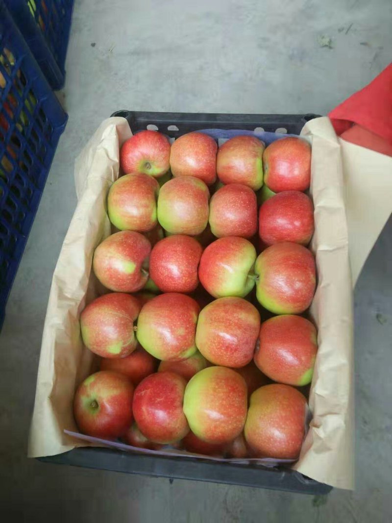 山西万荣早熟苹果🍎