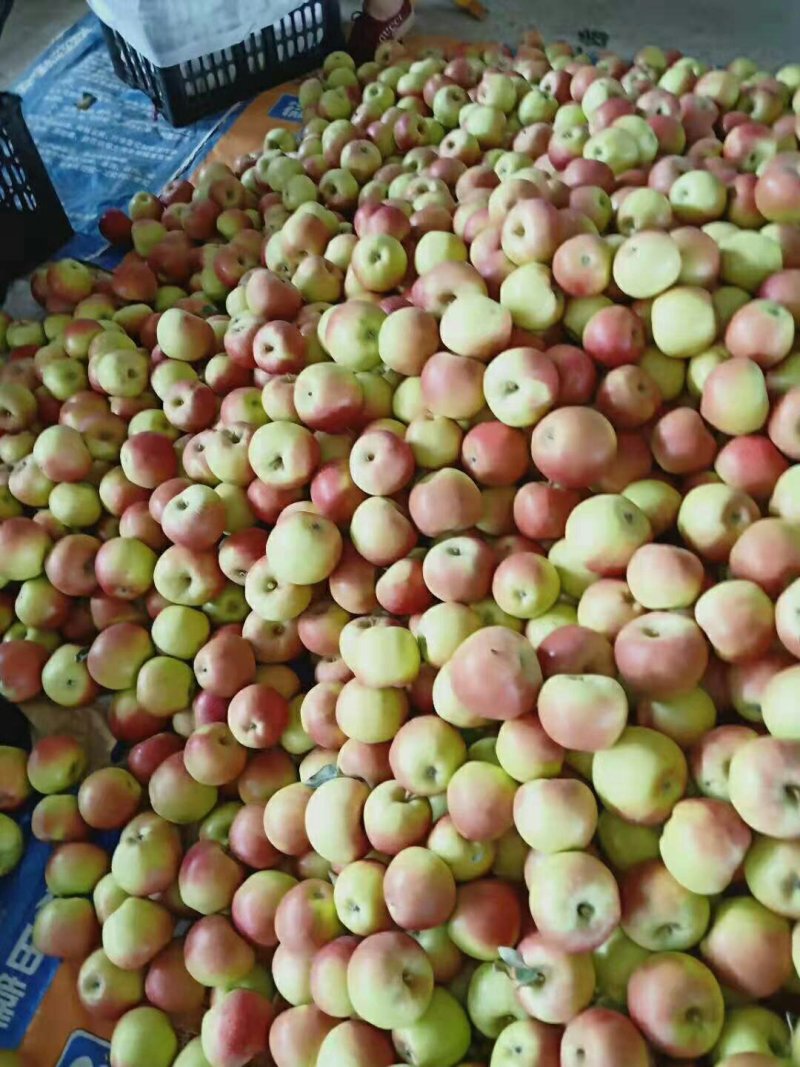山西万荣早熟苹果🍎