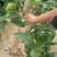 大红袍板栗苗，嫁接板栗苗当年结果产量高，规模种植回收板栗