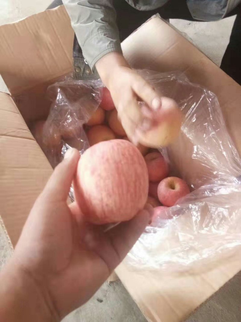 山东万亩优质红富士苹果批发