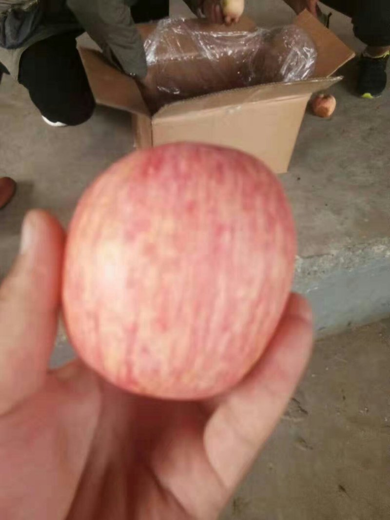 山东万亩优质红富士苹果批发