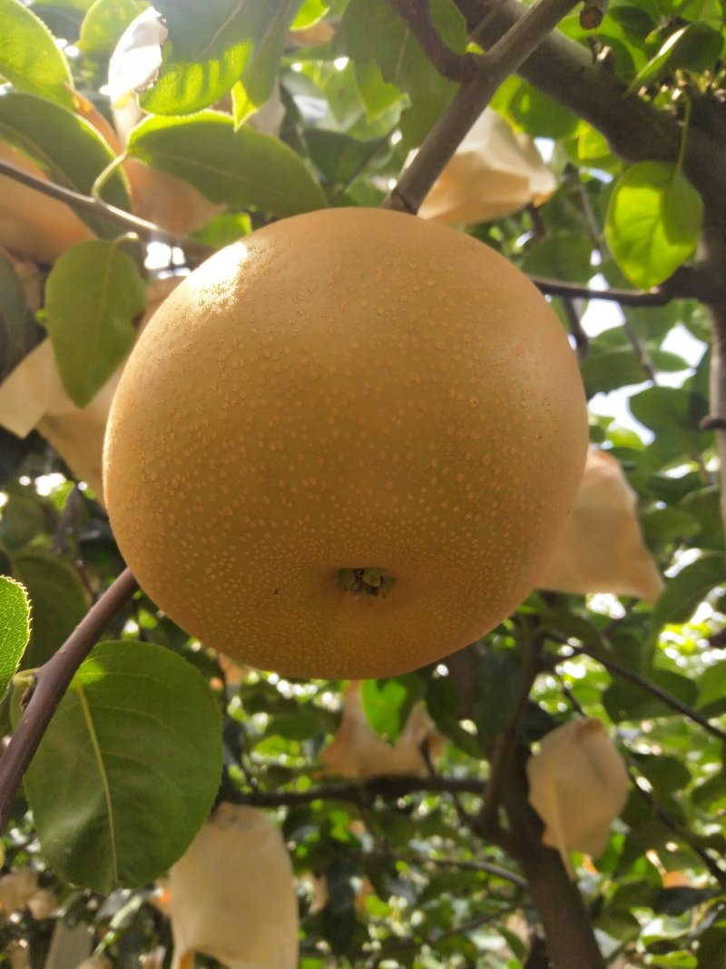 正宗秋月梨