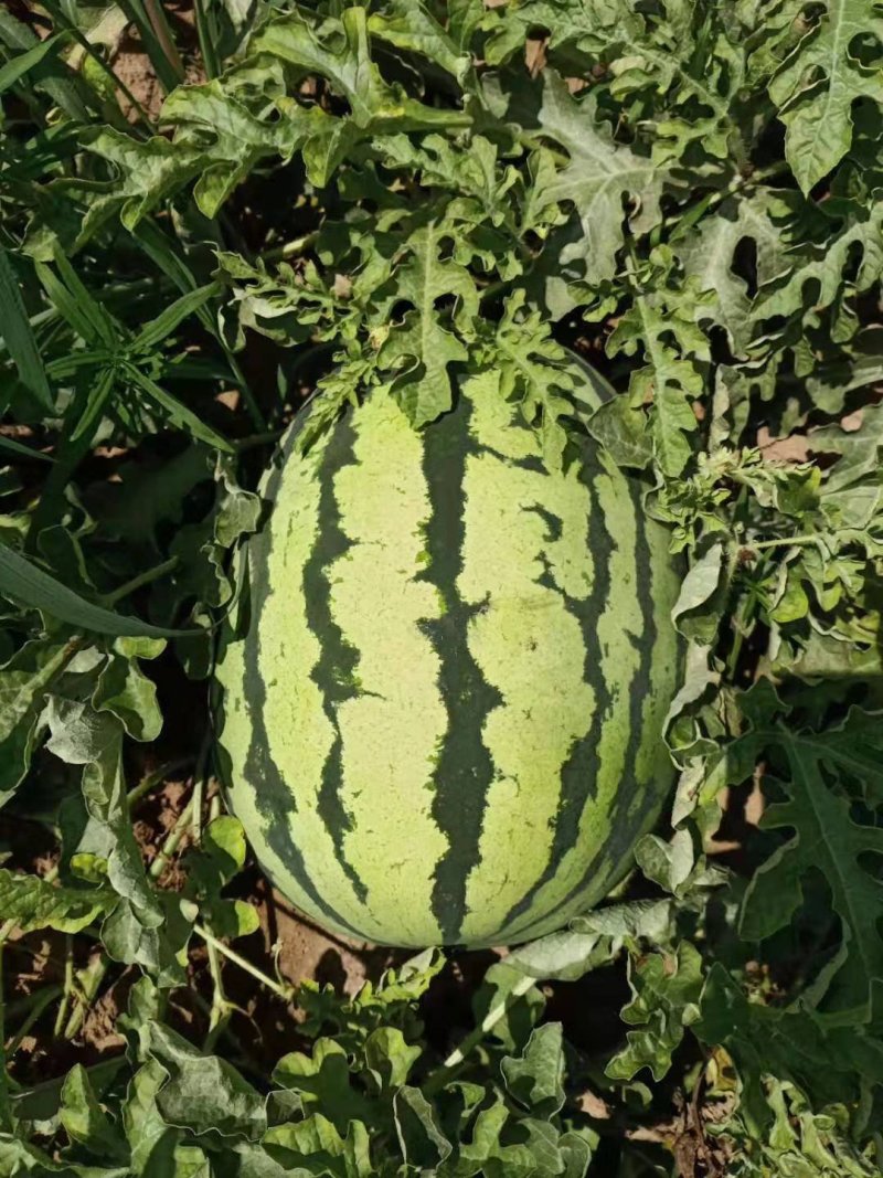 西瓜