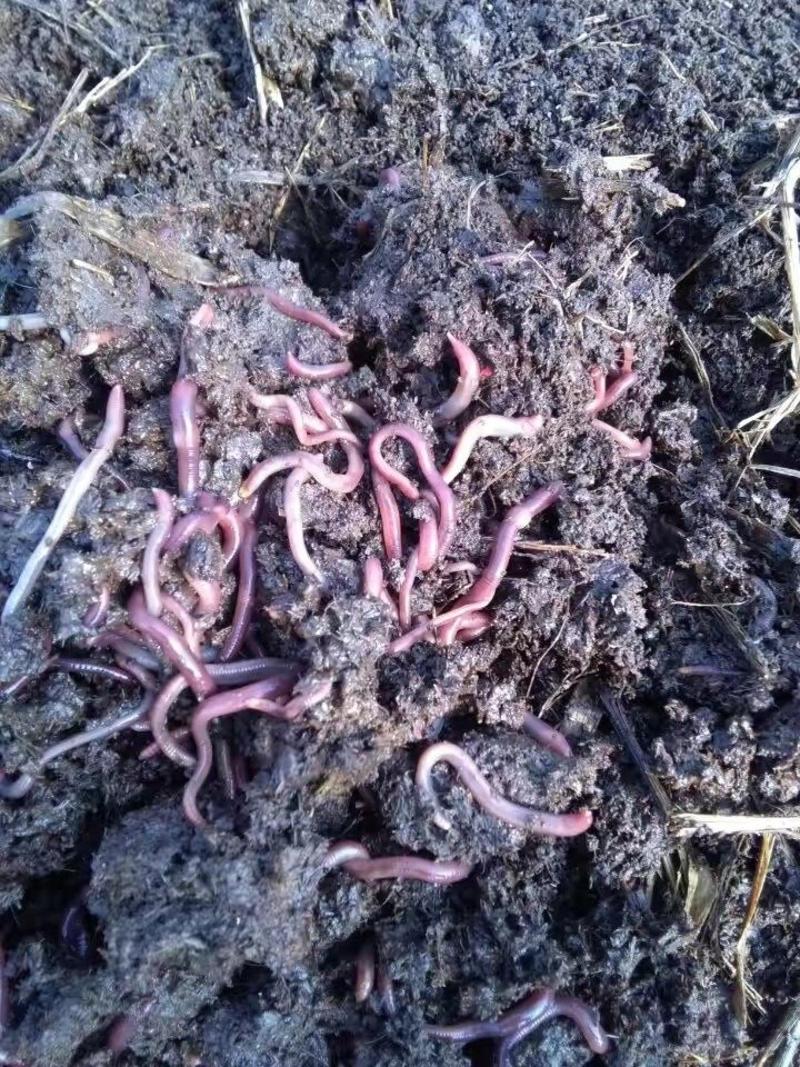 炽繁蚯蚓粪肥有机肥料保水保肥改良土壤项目用肥