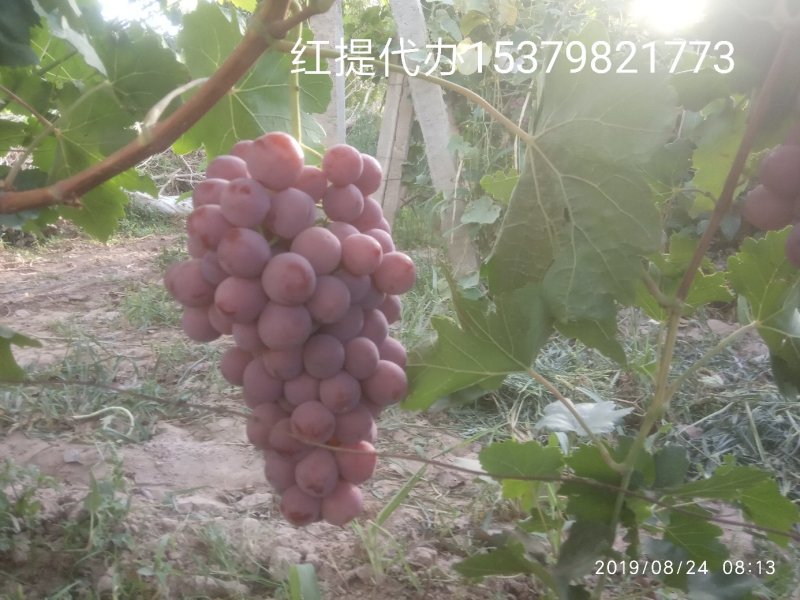 万亩红提葡萄基地