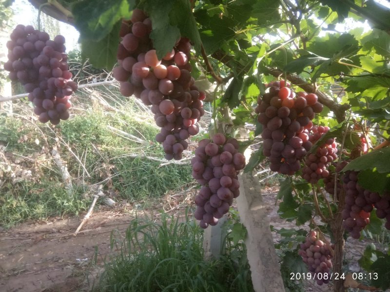 万亩红提葡萄基地