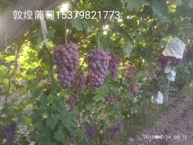 万亩红提葡萄基地