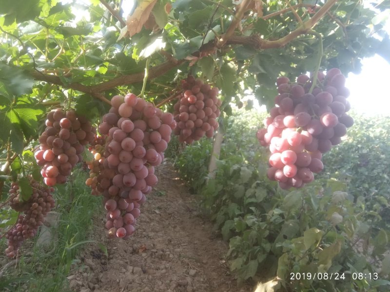 万亩红提葡萄基地