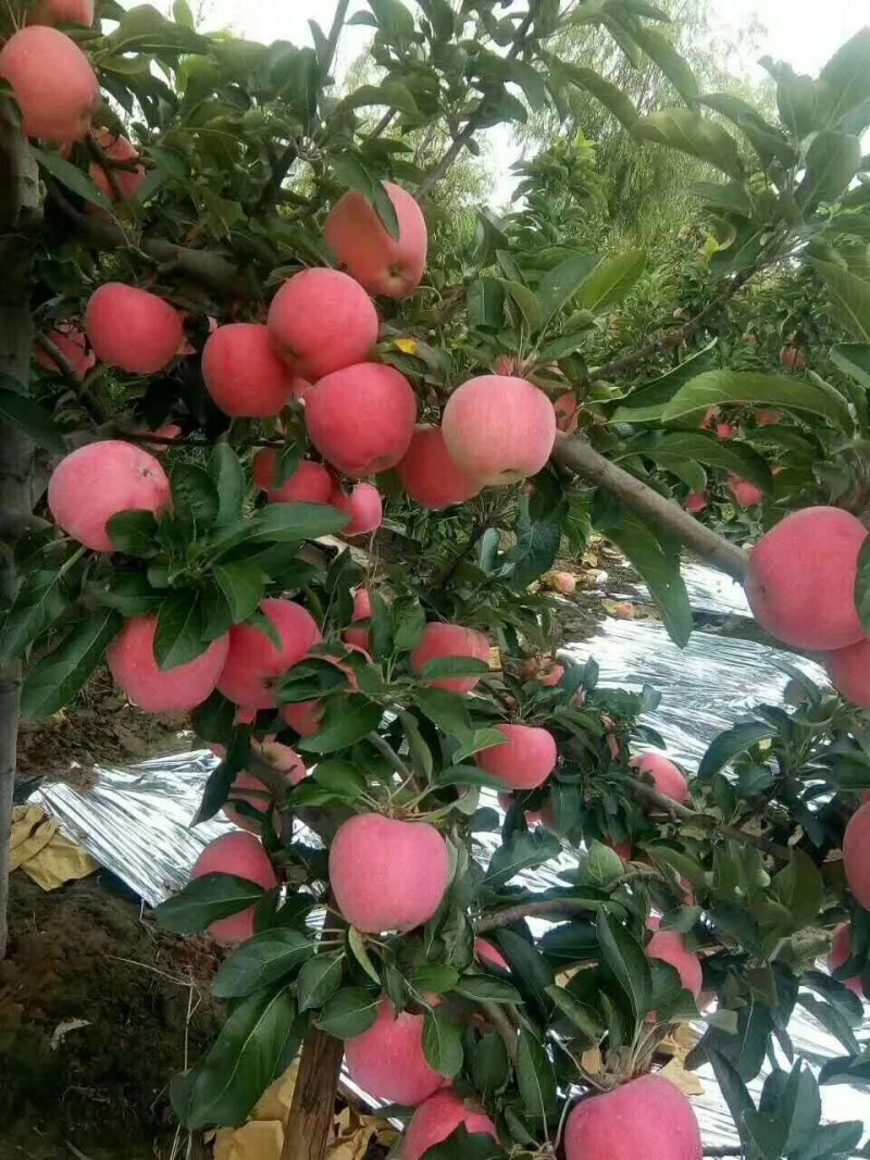 【红星苹果】纸袋个大又红订园中！保质保量货源充足