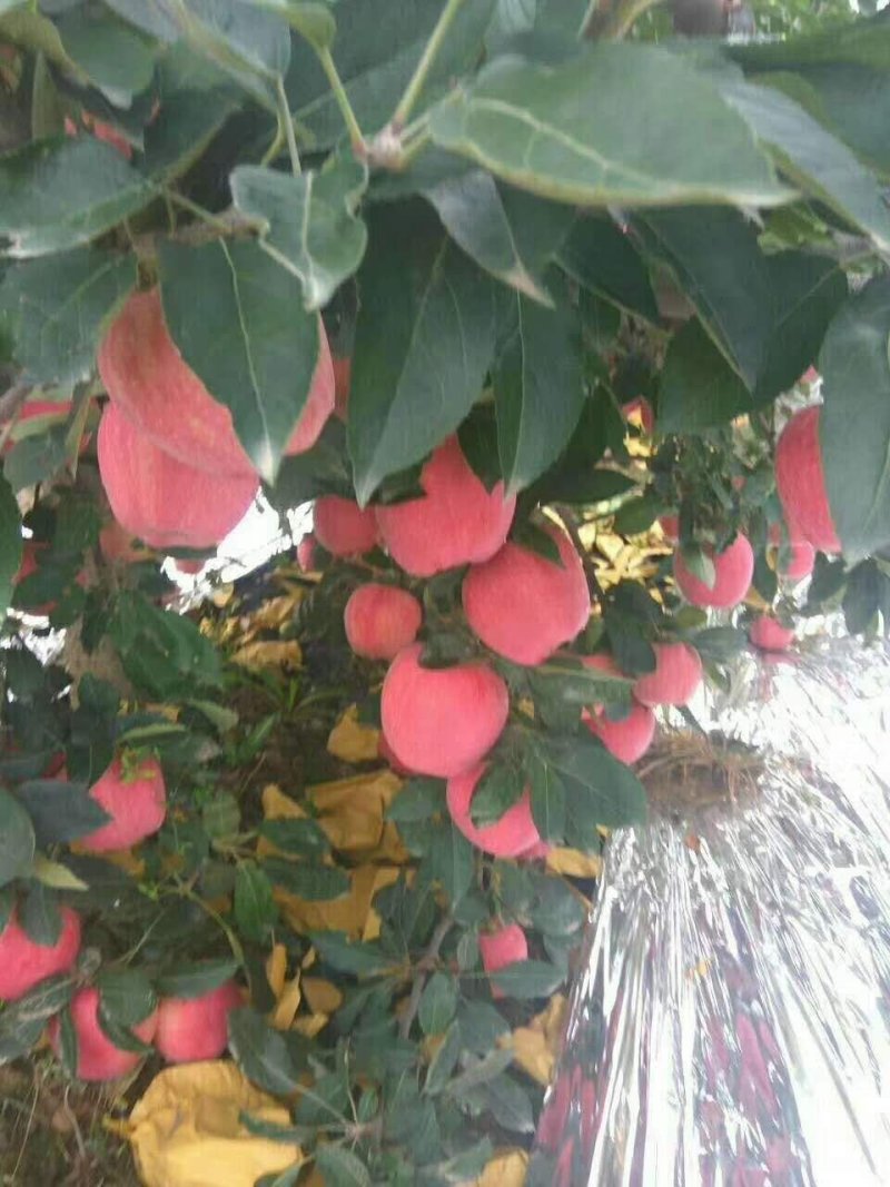 【红星苹果】纸袋个大又红订园中！保质保量货源充足