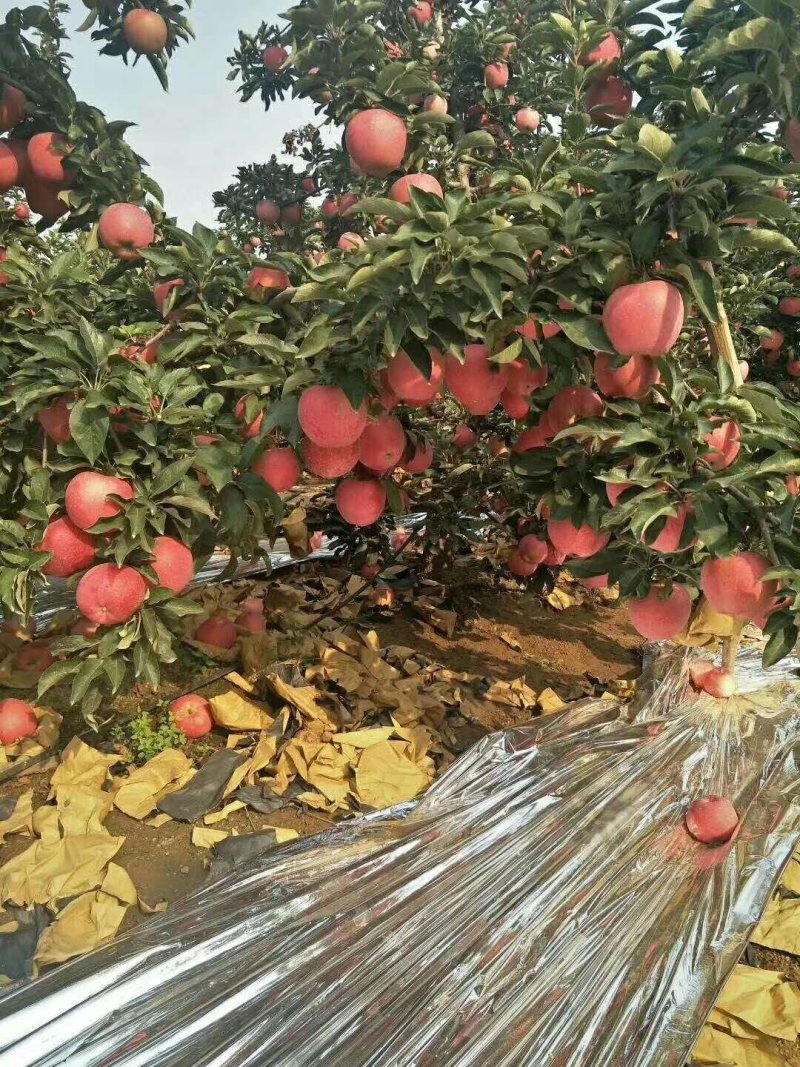 【红星苹果】纸袋个大又红订园中！保质保量货源充足