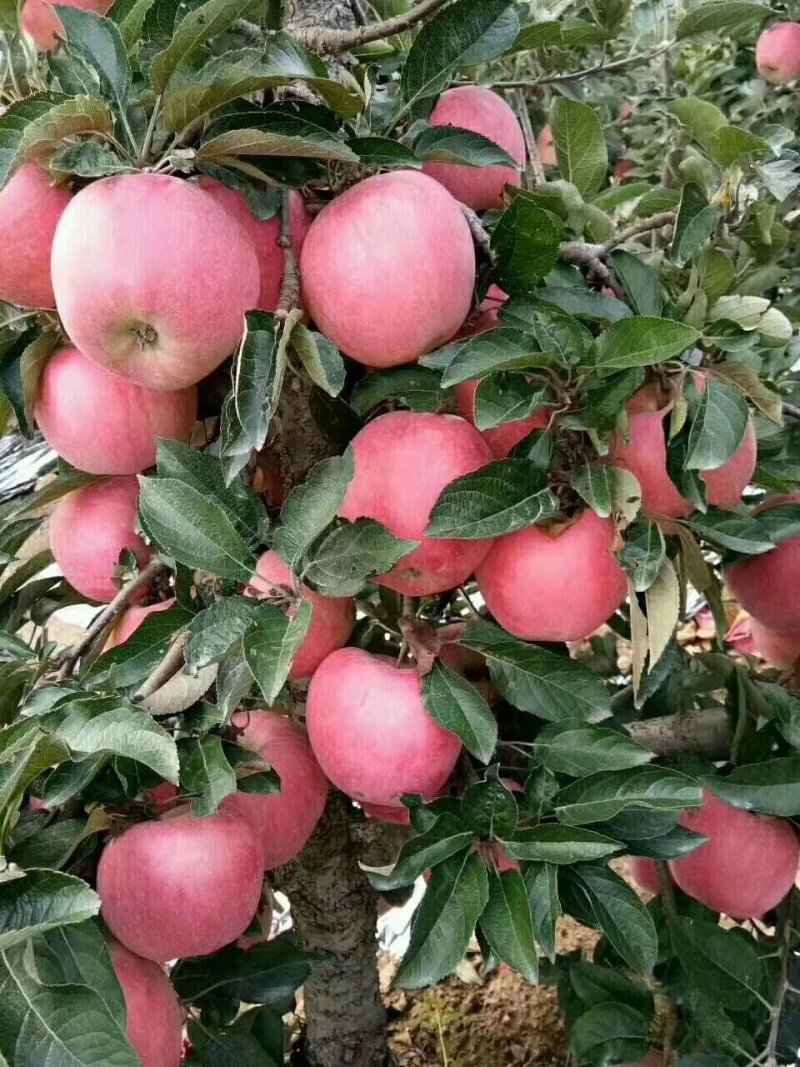 【红星苹果】纸袋个大又红订园中！保质保量货源充足