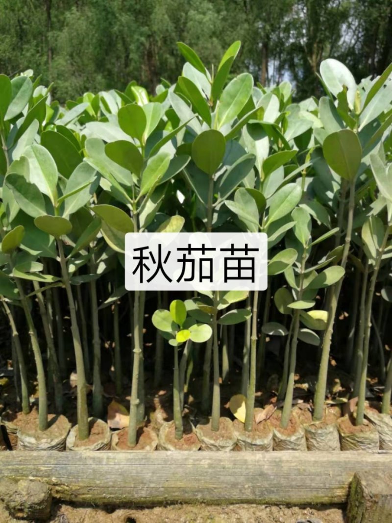 供:红海榄苗(海滩造林专用苗〉