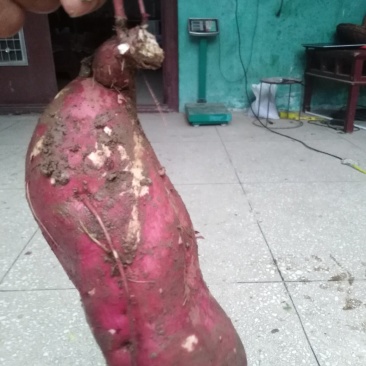 红薯商19