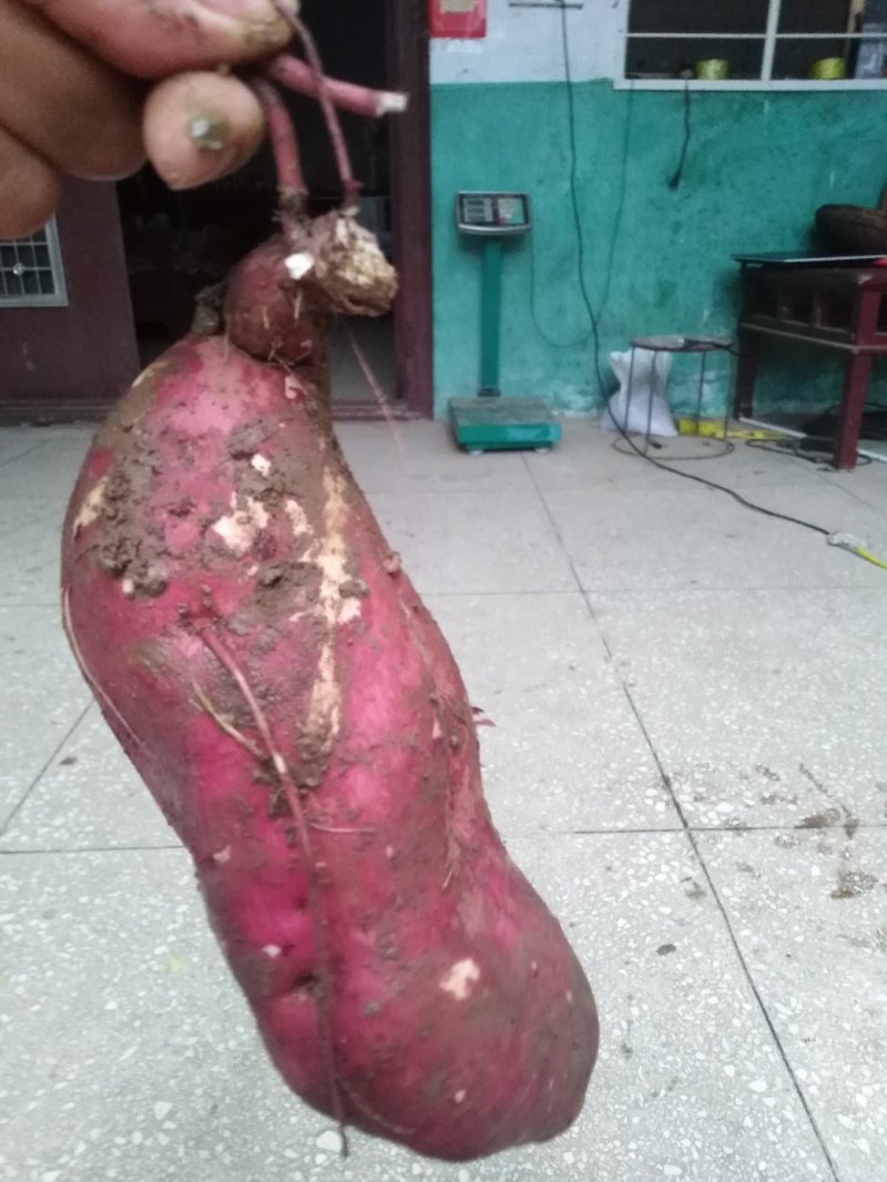 红薯商19