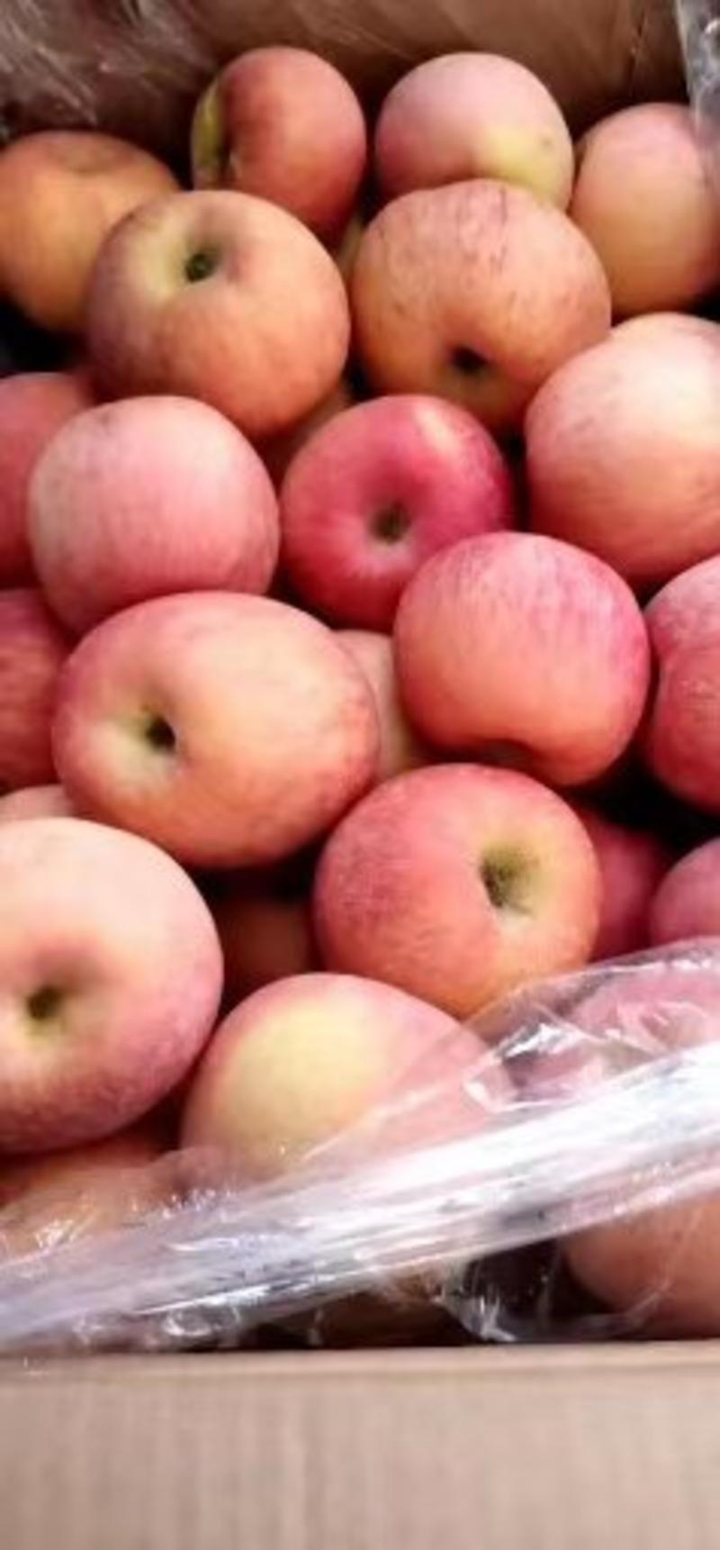 山东冷库红富士苹果大量出库中价格便宜一手货源
