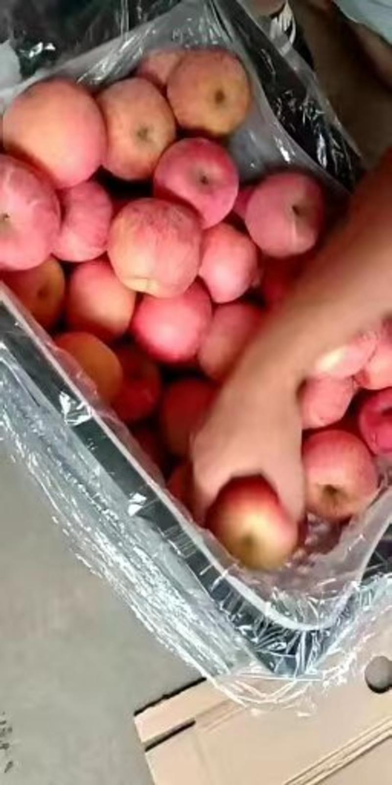 山东冷库红富士苹果大量出库中价格便宜一手货源