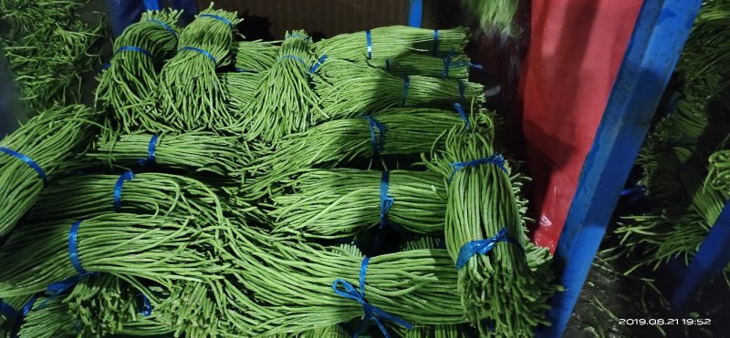 河南精品豆角，长豆角，豇豆，专业提供打冷，泡冰水，