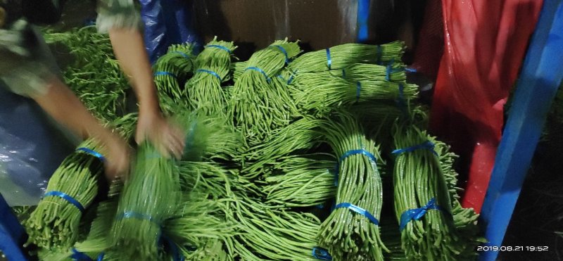 河南精品豆角，长豆角，豇豆，专业提供打冷，泡冰水，