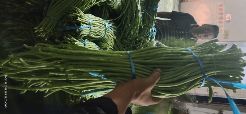 河南精品豆角，长豆角，豇豆，专业提供打冷，泡冰水，