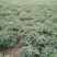 花生果既将上市欢迎关注