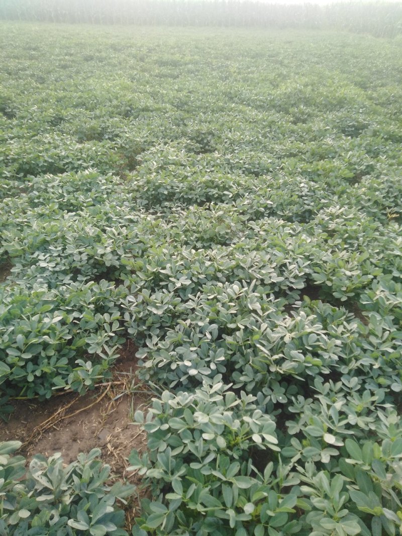 花生果既将上市欢迎关注