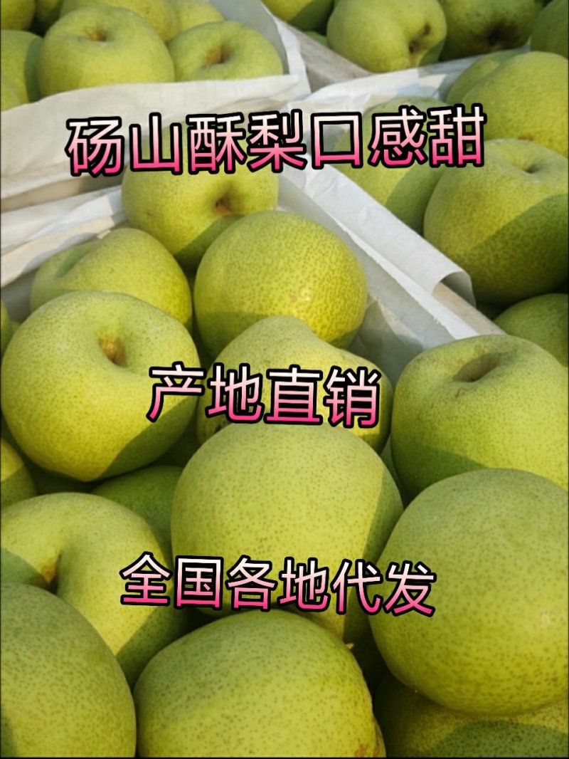 酥梨砀山酥梨现摘现发口感甜质量保证水果基地