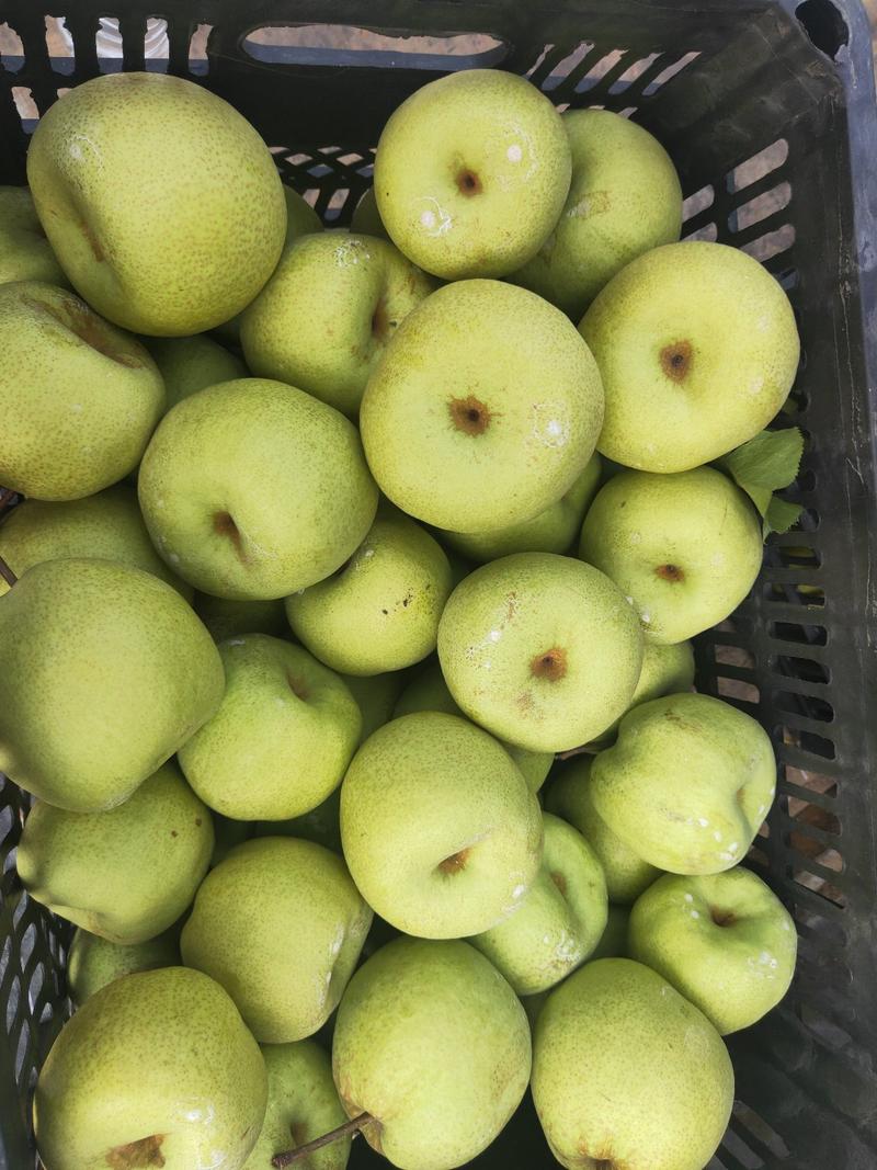 酥梨砀山酥梨现摘现发口感甜质量保证水果基地