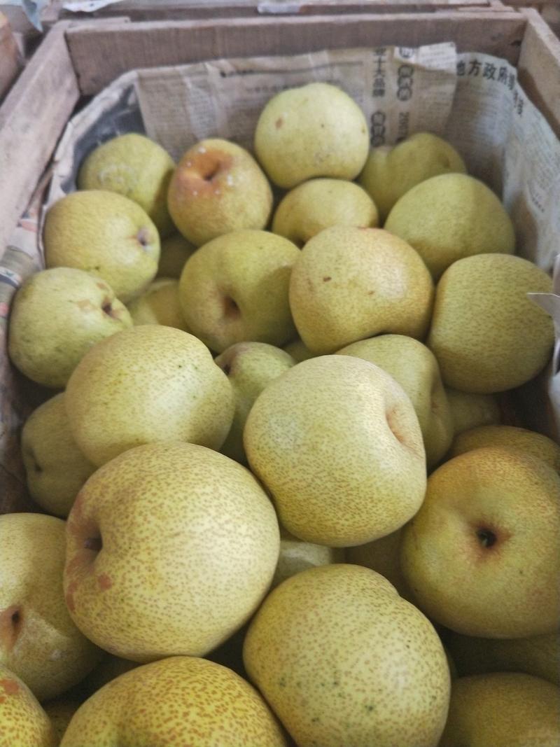 酥梨砀山酥梨现摘现发口感甜质量保证水果基地