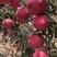 【红富士苹果】膜袋富士，新鲜采摘货源充足四季供应