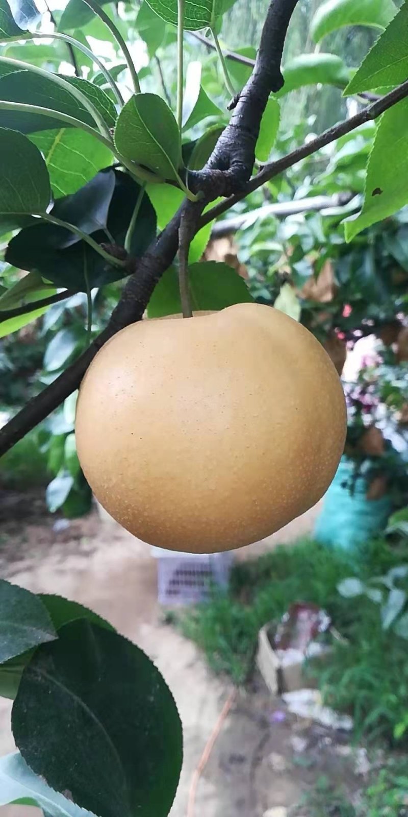 费县丰水梨大量上市口感脆甜，个头大，糖分高。