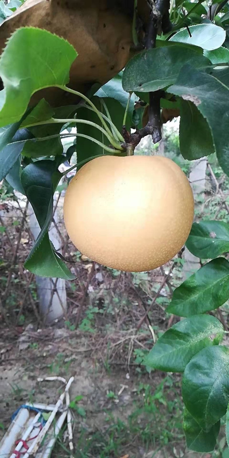 费县丰水梨大量上市口感脆甜，个头大，糖分高。