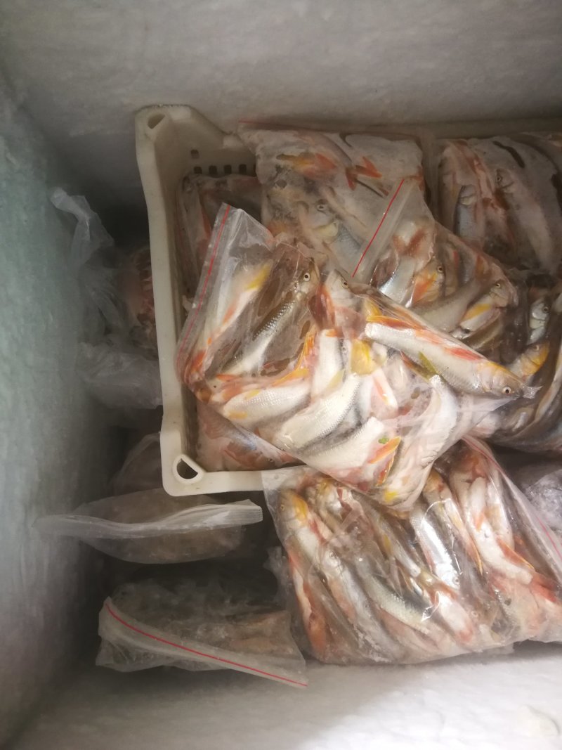亮眼鱼麦穗鱼，小肉鱼，汉珠鱼，亮眼鱼麦穗鱼，小肉鱼，