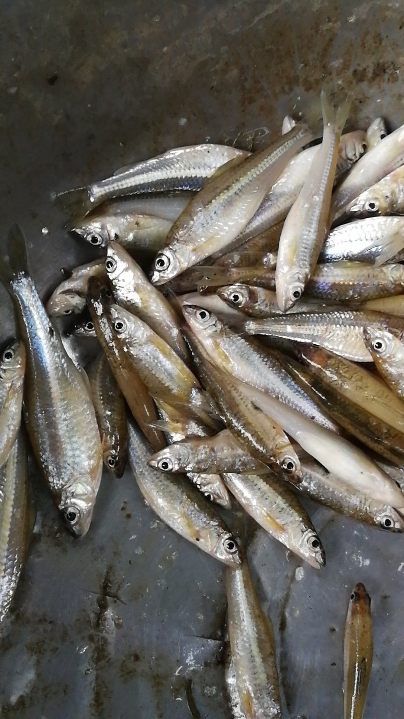 亮眼鱼麦穗鱼，小肉鱼，汉珠鱼，亮眼鱼麦穗鱼，小肉鱼，