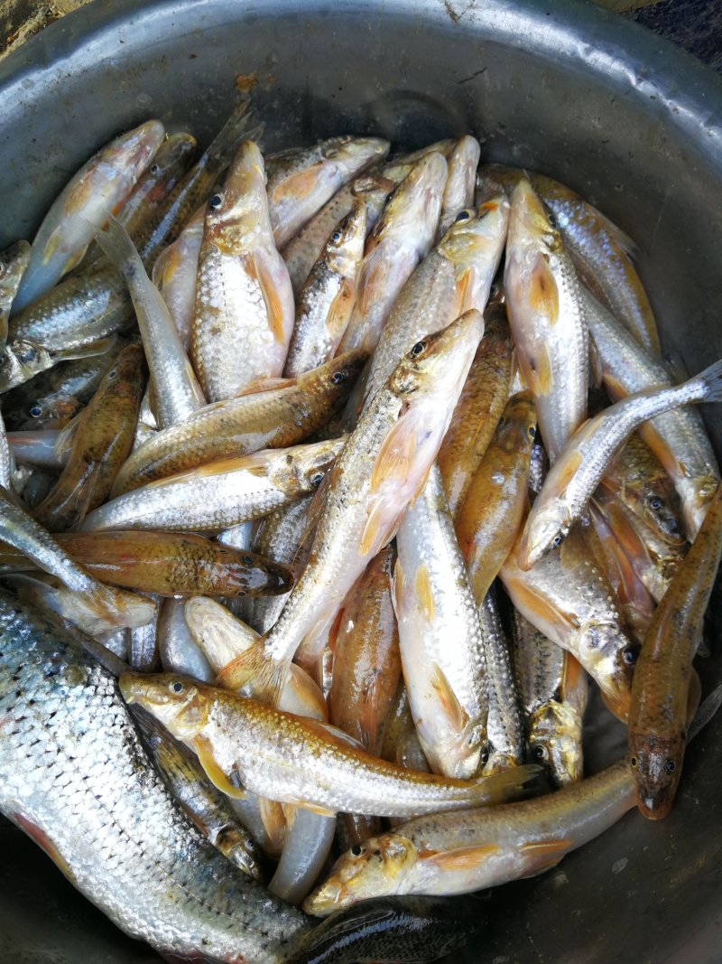 亮眼鱼麦穗鱼，小肉鱼，汉珠鱼，亮眼鱼麦穗鱼，小肉鱼，