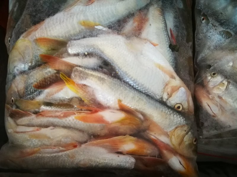 亮眼鱼麦穗鱼，小肉鱼，汉珠鱼，亮眼鱼麦穗鱼，小肉鱼，