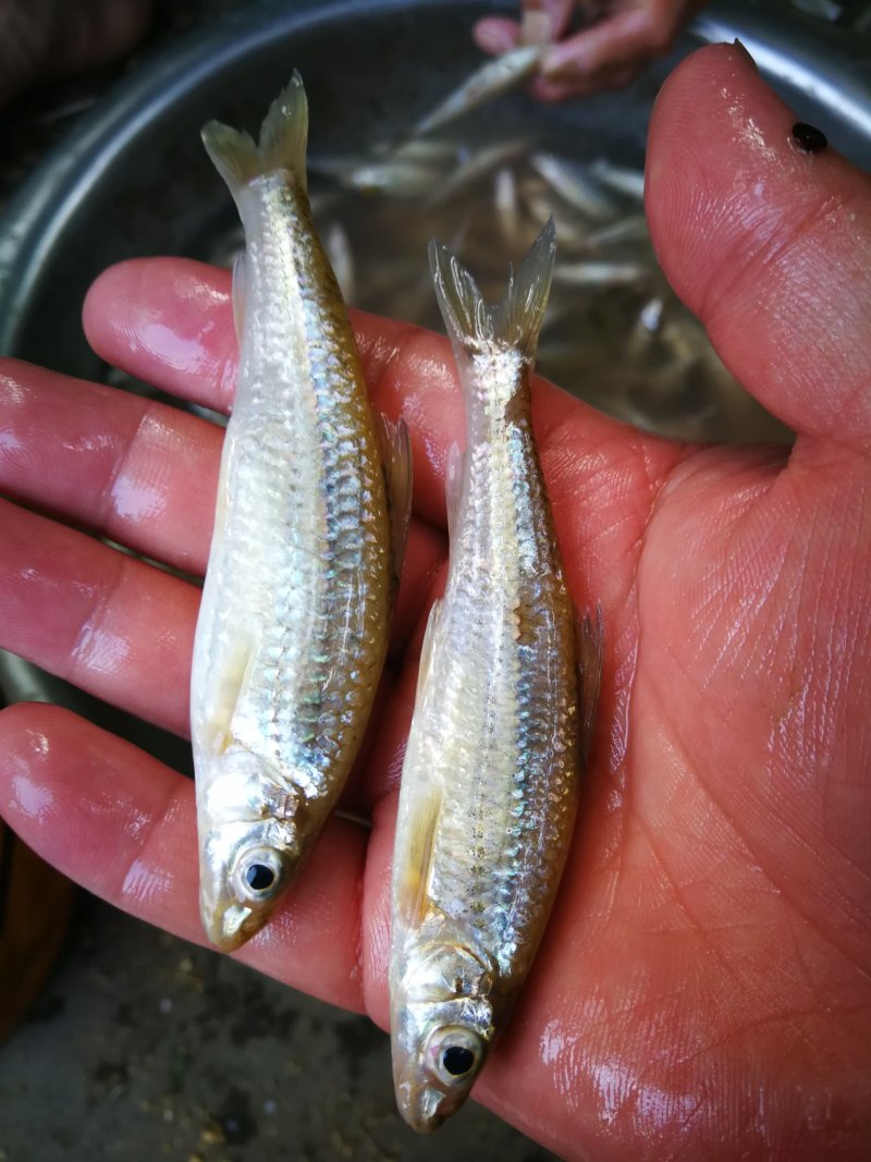 亮眼鱼麦穗鱼，小肉鱼，汉珠鱼，亮眼鱼麦穗鱼，小肉鱼，