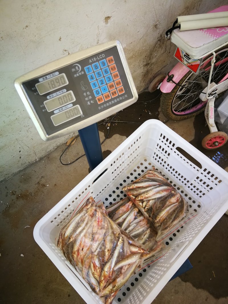 亮眼鱼麦穗鱼，小肉鱼，汉珠鱼，亮眼鱼麦穗鱼，小肉鱼，