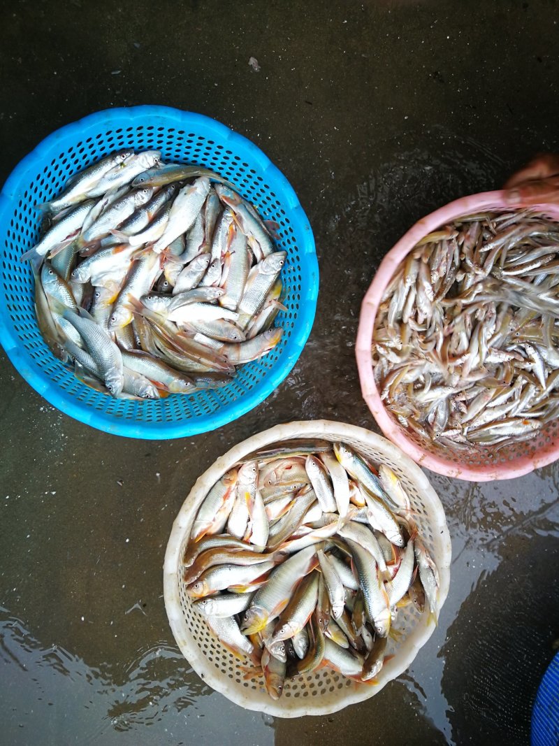 亮眼鱼麦穗鱼，小肉鱼，汉珠鱼，亮眼鱼麦穗鱼，小肉鱼，