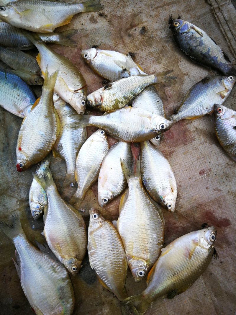 亮眼鱼麦穗鱼，小肉鱼，汉珠鱼，亮眼鱼麦穗鱼，小肉鱼，