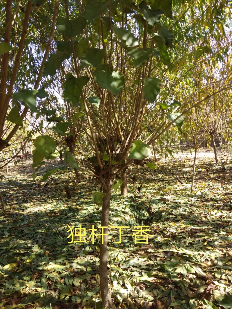 丁香球紫丁香丛生丁香80--3米高产地直销