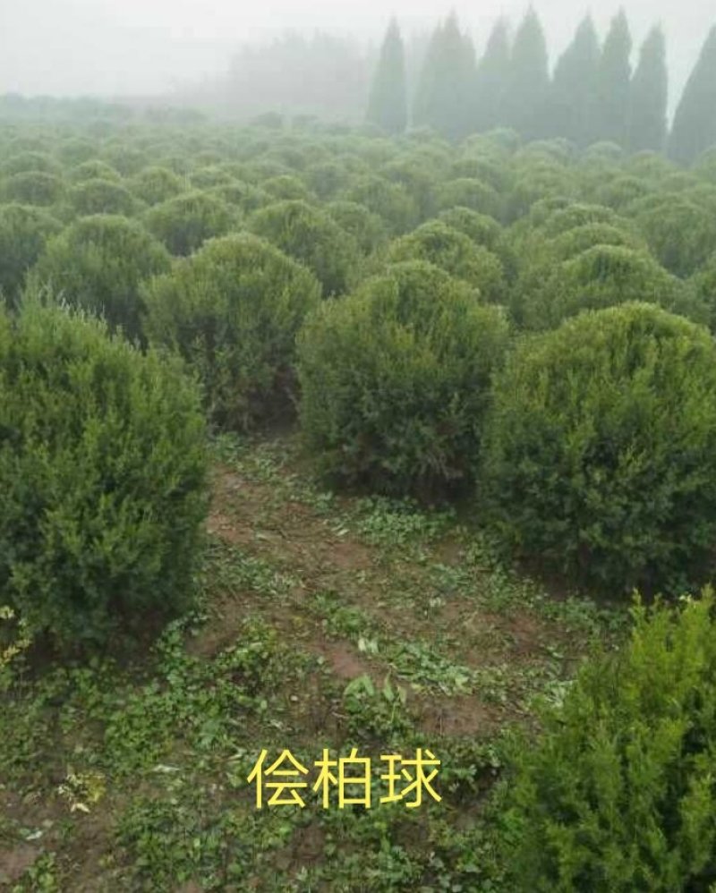 侩柏球塔柏球圆柏球刺柏产地直销可以看货