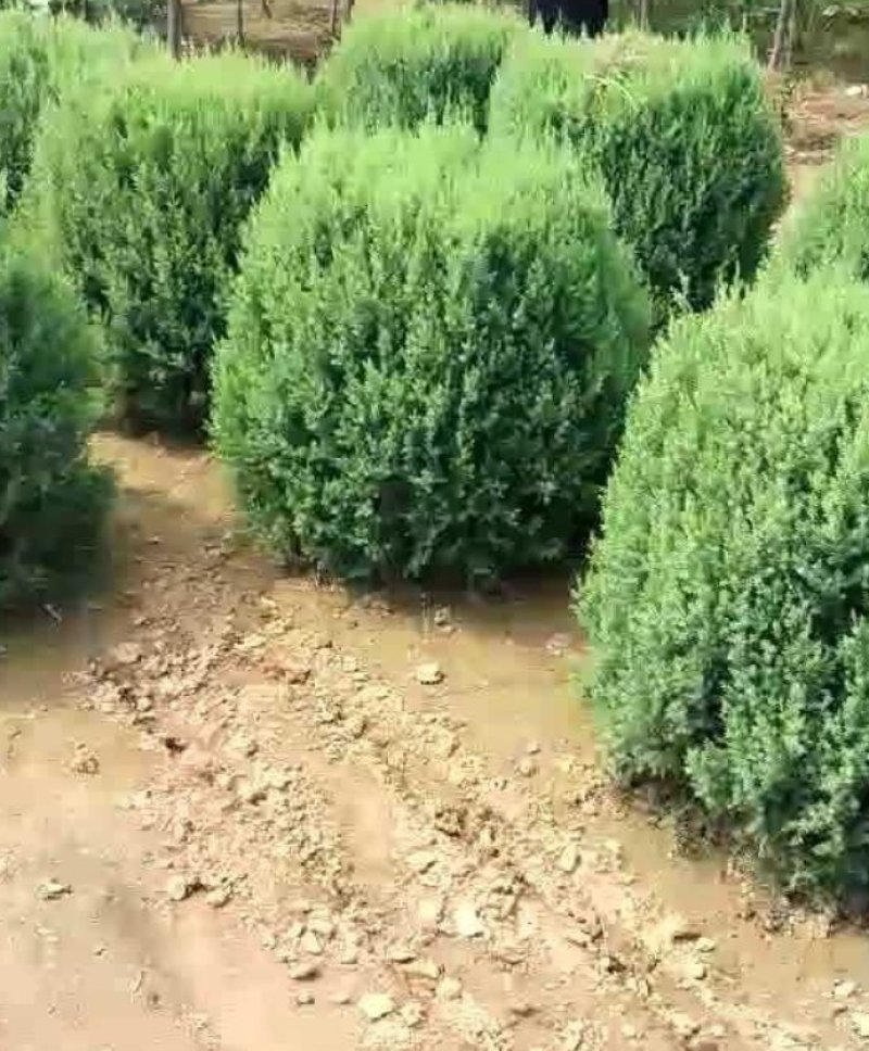 侩柏球塔柏球圆柏球刺柏产地直销可以看货