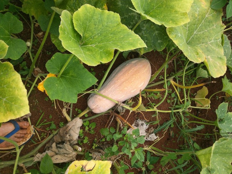 特优秘本