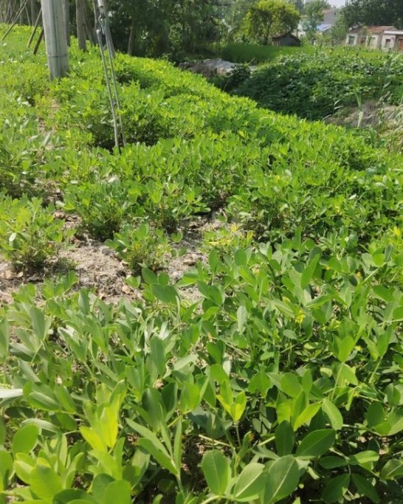 花生