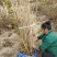 丁香球紫丁香丛生丁香80--3米高产地直销