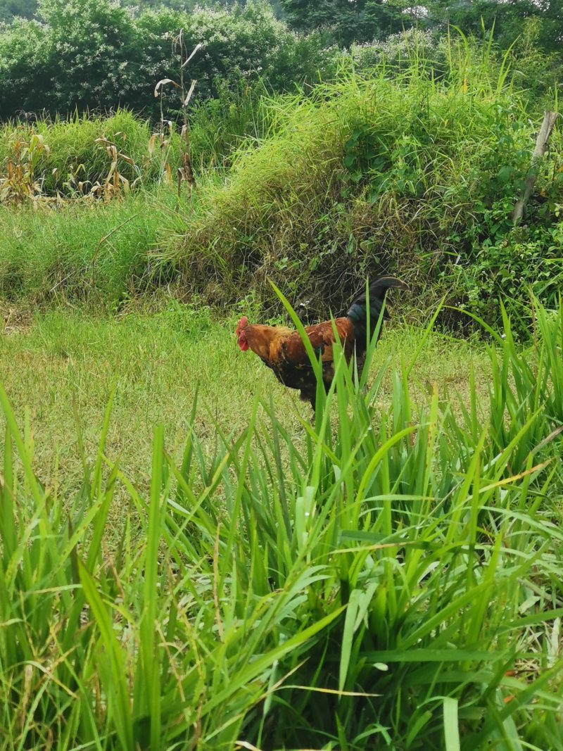 云南文山散养走地鸡