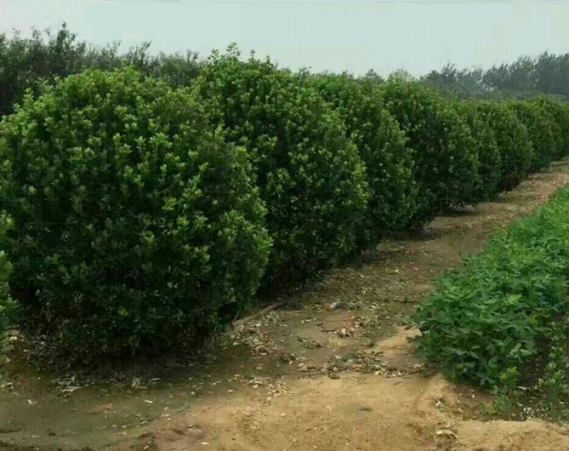 卫矛球地球高接卫矛球可以看货产地直销